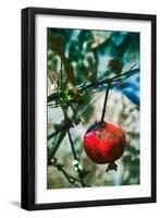 Jerusalem Pomegranate, 2016-Joy Lions-Framed Giclee Print