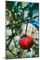 Jerusalem Pomegranate, 2016-Joy Lions-Mounted Giclee Print