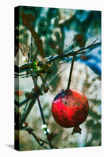 Jerusalem Pomegranate, 2016-Joy Lions-Stretched Canvas