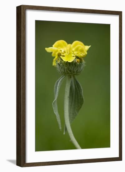 Jerusalem Sage (Phlomis Fruticosa) in Flower, Lake Skadar National Park, Montenegro, May 2008-Radisics-Framed Photographic Print