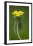 Jerusalem Sage (Phlomis Fruticosa) in Flower, Lake Skadar National Park, Montenegro, May 2008-Radisics-Framed Photographic Print