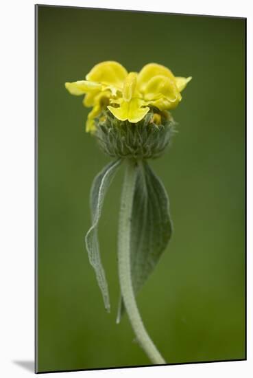 Jerusalem Sage (Phlomis Fruticosa) in Flower, Lake Skadar National Park, Montenegro, May 2008-Radisics-Mounted Photographic Print