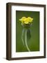 Jerusalem Sage (Phlomis Fruticosa) in Flower, Lake Skadar National Park, Montenegro, May 2008-Radisics-Framed Photographic Print