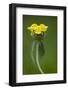 Jerusalem Sage (Phlomis Fruticosa) in Flower, Lake Skadar National Park, Montenegro, May 2008-Radisics-Framed Photographic Print