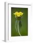 Jerusalem Sage (Phlomis Fruticosa) in Flower, Lake Skadar National Park, Montenegro, May 2008-Radisics-Framed Photographic Print