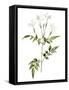 Jessamine Flower-Jasmine Woods-Framed Stretched Canvas