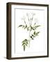 Jessamine Flower-Jasmine Woods-Framed Art Print