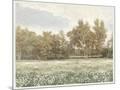 Wood Mount