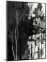 Wood Mount