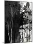 Wood Mount