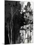 Wood Mount