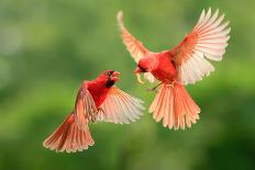 Northern Cardinal, Wildlife-Jesse Nguyen-Photographic Print