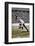 Jesse Owens at the start of the 200 metres at the Berlin Olympic Games, 1936-Unknown-Framed Photographic Print