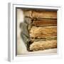 White Frame