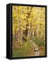 Jessup Trail and Birch in Fall Color, Acadia National Park, Maine, USA-Darrell Gulin-Framed Stretched Canvas