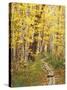 Jessup Trail and Birch in Fall Color, Acadia National Park, Maine, USA-Darrell Gulin-Stretched Canvas