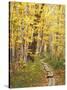 Jessup Trail and Birch in Fall Color, Acadia National Park, Maine, USA-Darrell Gulin-Stretched Canvas