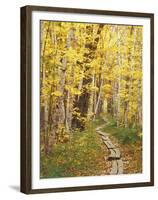 Jessup Trail and Birch in Fall Color, Acadia National Park, Maine, USA-Darrell Gulin-Framed Premium Photographic Print