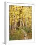 Jessup Trail and Birch in Fall Color, Acadia National Park, Maine, USA-Darrell Gulin-Framed Premium Photographic Print