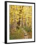 Jessup Trail and Birch in Fall Color, Acadia National Park, Maine, USA-Darrell Gulin-Framed Premium Photographic Print