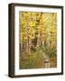 Jessup Trail and Birch in Fall Color, Acadia National Park, Maine, USA-Darrell Gulin-Framed Photographic Print