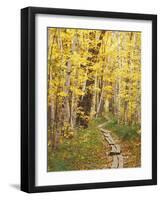 Jessup Trail and Birch in Fall Color, Acadia National Park, Maine, USA-Darrell Gulin-Framed Photographic Print