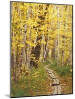 Jessup Trail and Birch in Fall Color, Acadia National Park, Maine, USA-Darrell Gulin-Mounted Photographic Print
