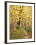 Jessup Trail and Birch in Fall Color, Acadia National Park, Maine, USA-Darrell Gulin-Framed Photographic Print