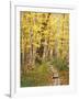 Jessup Trail and Birch in Fall Color, Acadia National Park, Maine, USA-Darrell Gulin-Framed Photographic Print