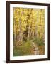 Jessup Trail and Birch in Fall Color, Acadia National Park, Maine, USA-Darrell Gulin-Framed Photographic Print