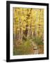 Jessup Trail and Birch in Fall Color, Acadia National Park, Maine, USA-Darrell Gulin-Framed Photographic Print