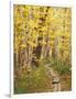 Jessup Trail and Birch in Fall Color, Acadia National Park, Maine, USA-Darrell Gulin-Framed Photographic Print