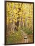 Jessup Trail and Birch in Fall Color, Acadia National Park, Maine, USA-Darrell Gulin-Framed Photographic Print