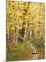 Jessup Trail and Birch in Fall Color, Acadia National Park, Maine, USA-Darrell Gulin-Mounted Photographic Print