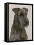 Jester the Head of a Welsh Terrier-Thomas Fall-Framed Stretched Canvas