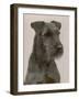 Jester the Head of a Welsh Terrier-Thomas Fall-Framed Photographic Print