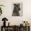 Jester the Head of a Welsh Terrier-Thomas Fall-Photographic Print displayed on a wall