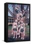 Jesuit Cheerleaders in a Tree, 2002-Joe Heaps Nelson-Framed Stretched Canvas