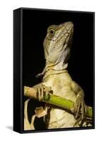 Jesus Lizard, Costa Rica-null-Framed Stretched Canvas