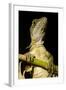 Jesus Lizard, Costa Rica-null-Framed Photographic Print