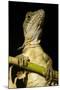 Jesus Lizard, Costa Rica-null-Mounted Photographic Print