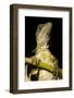 Jesus Lizard, Costa Rica-null-Framed Photographic Print