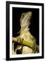 Jesus Lizard, Costa Rica-null-Framed Photographic Print