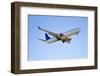 Jet Airplane-PinkBadger-Framed Photographic Print