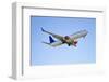 Jet Airplane-PinkBadger-Framed Photographic Print