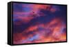 Jet Among Clouds at Sunset-null-Framed Stretched Canvas