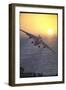 Jet Plane, A4D Skyhawk, Taking Off From USS Independence at Sunrise over Mediterranean Sea-John Dominis-Framed Photographic Print