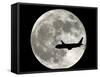 Jet Plane Passes in Front of the Full Moon Above Surfside, Florida-null-Framed Stretched Canvas