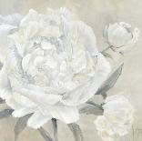 Paeonia II-Jettie Roseboom-Mounted Art Print