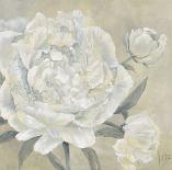 Paeonia II-Jettie Roseboom-Art Print